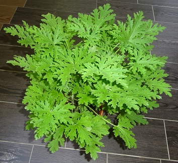 Mosquito Plant photo